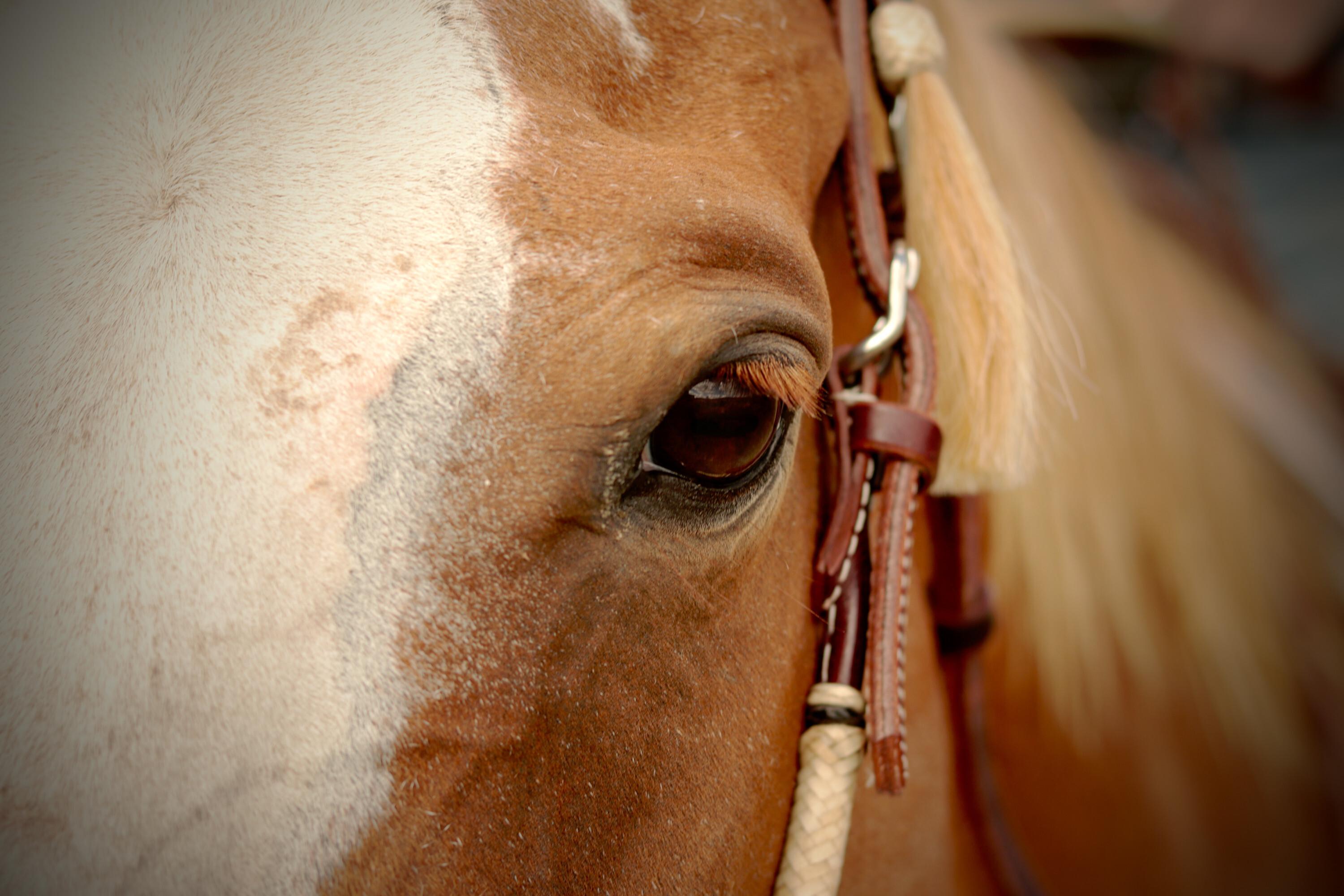 The Wranglers - Shop